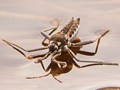 Velia caprai